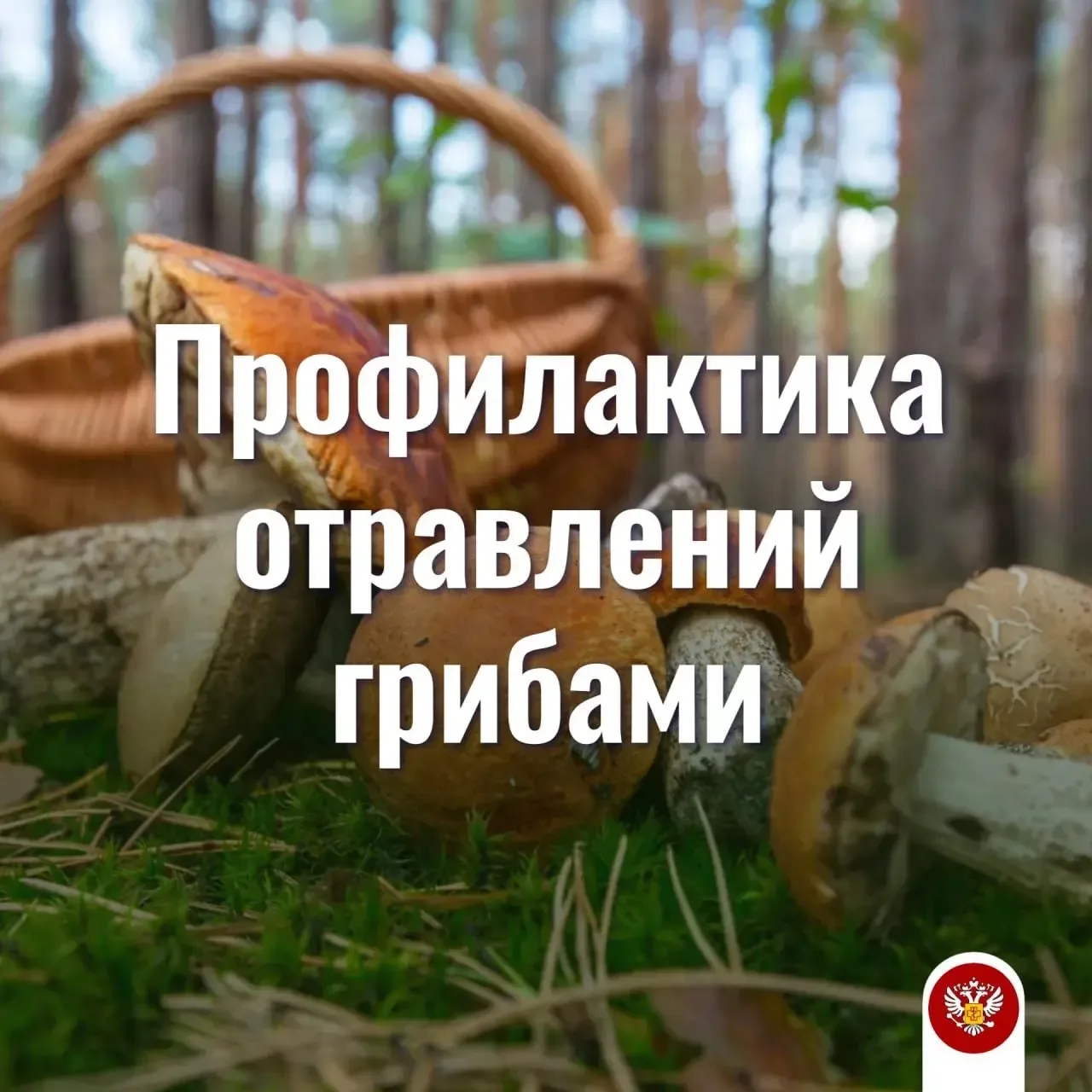 🍄‍🟫 #Санпросвет: правила профилактики отравлений, связанных с употреблением грибов в ...