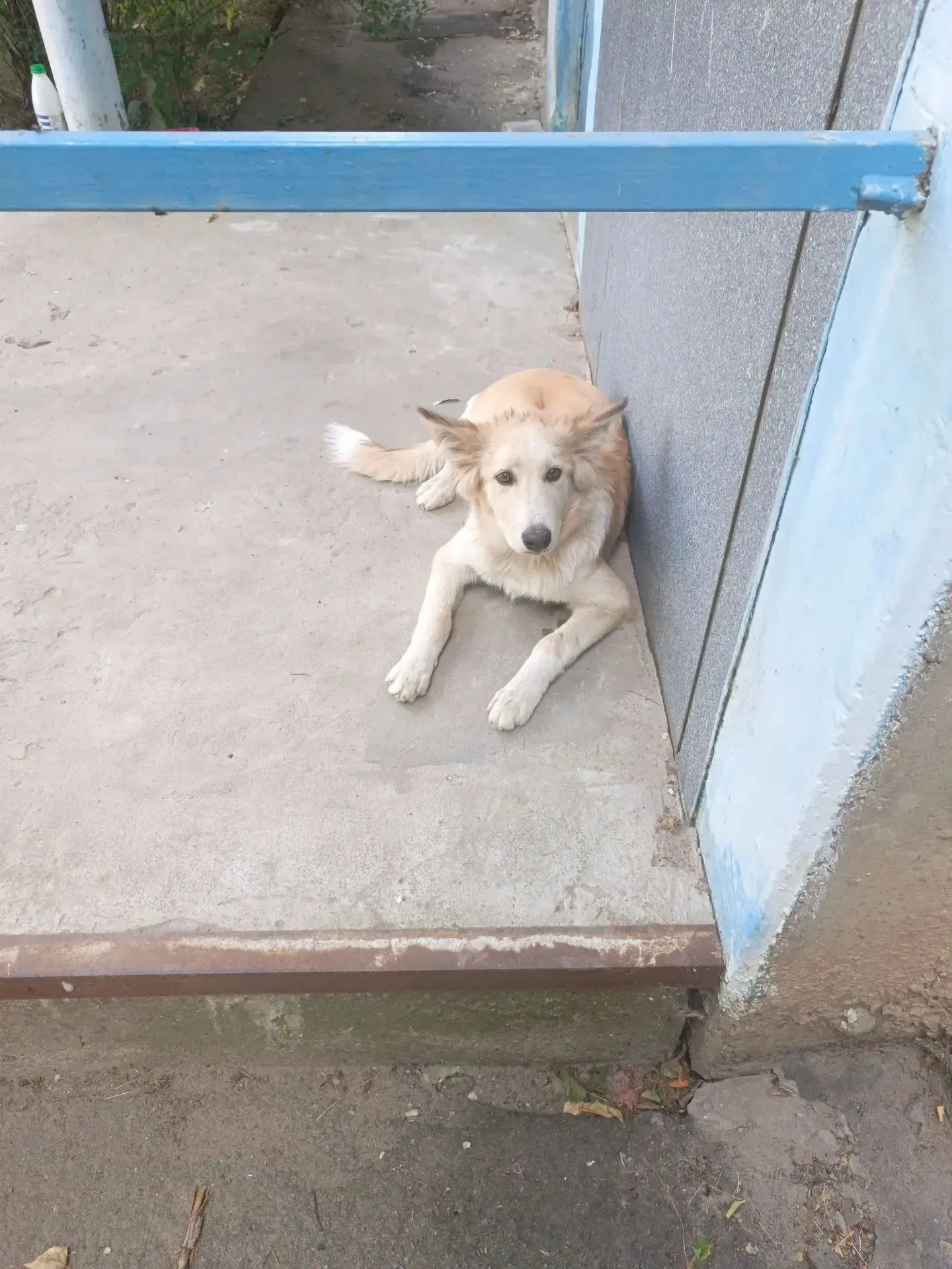 собака лежала около подъезда сегодня и пару дней бегала по двору найдите пожалуйста хозяй в 22 микро