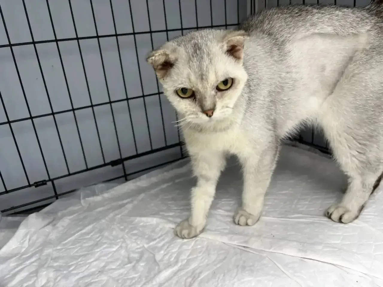 Лена Ларина попросила разместить. 😻