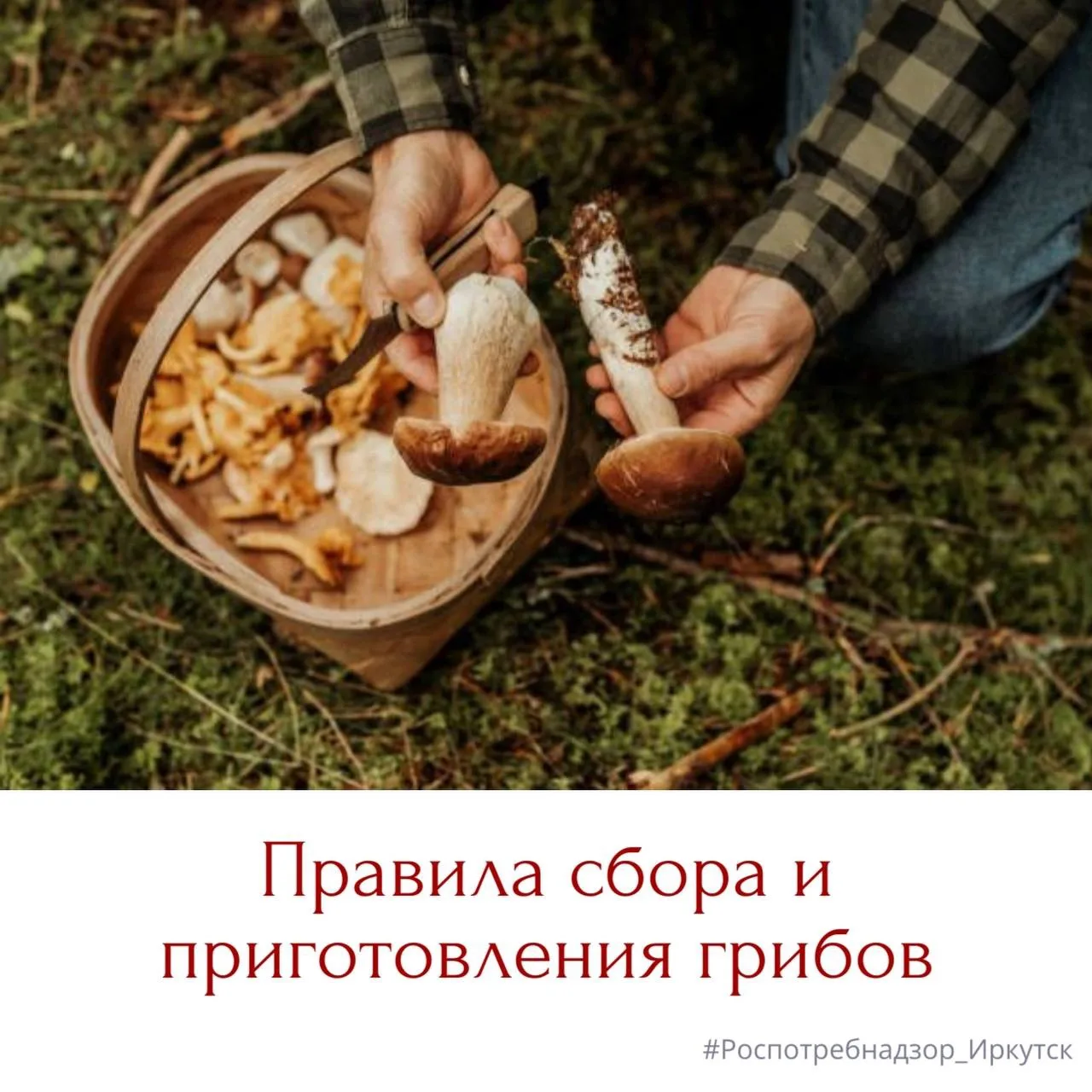 🍄‍🟫 Большинство отравлений грибами связаны со сбором незнакомых грибов, а также у дорог или в горо