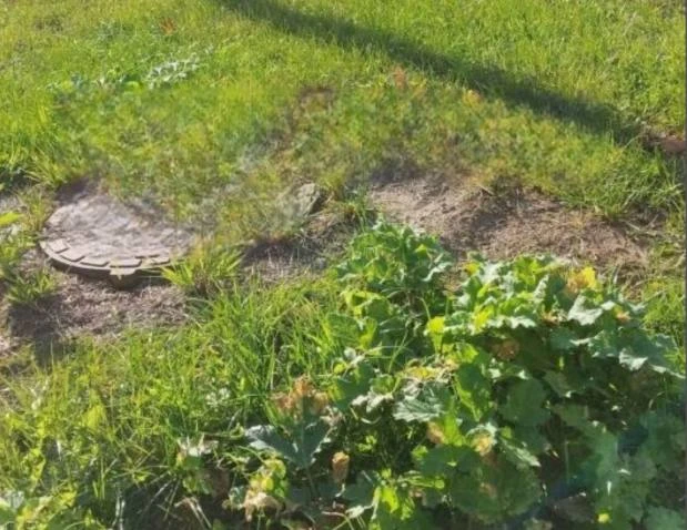 🌿 На улице Генерала Тюленева снова растёт борщевик