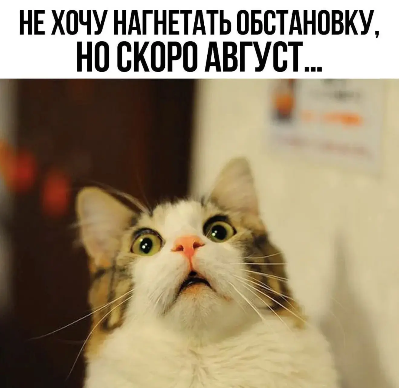 🐱  Друзья, лето в этом году у нас не очень пляжное, поэтому воспользуйтесь моментом и проведите его
