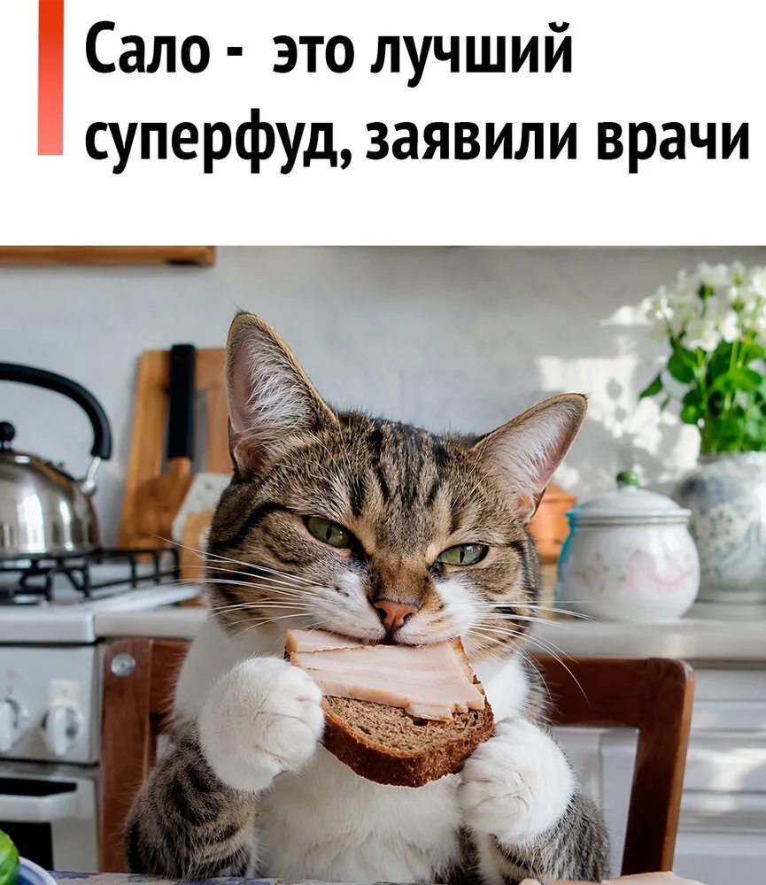 💁‍♂ Сало может мощно улучшить здоровье и успокоить нервы, заявили врачи.

В сале полно полезных жир