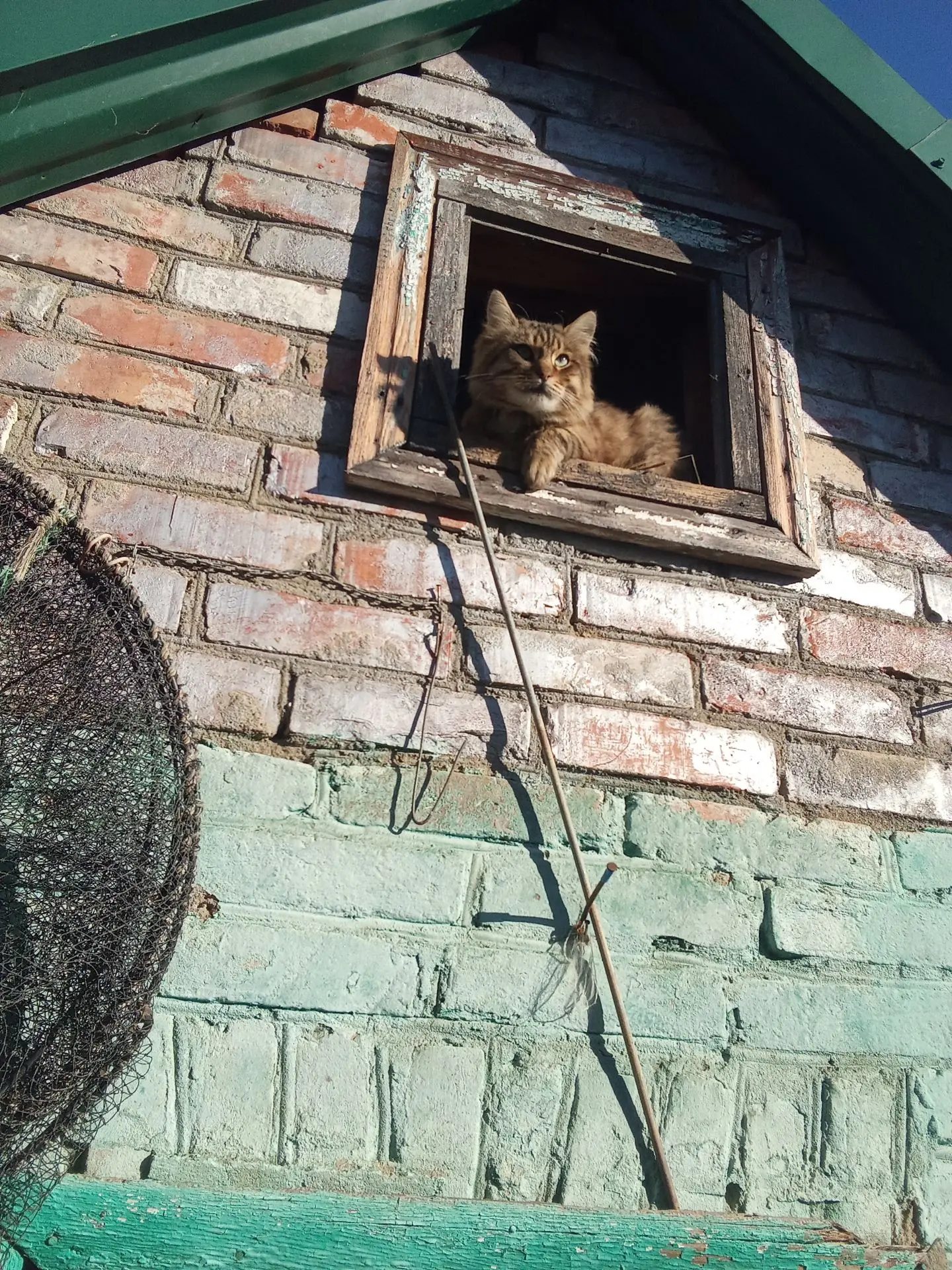 Приблудился взрослый кот, скорее всего, подкинули. Видно, что домашний был. У нас своих...