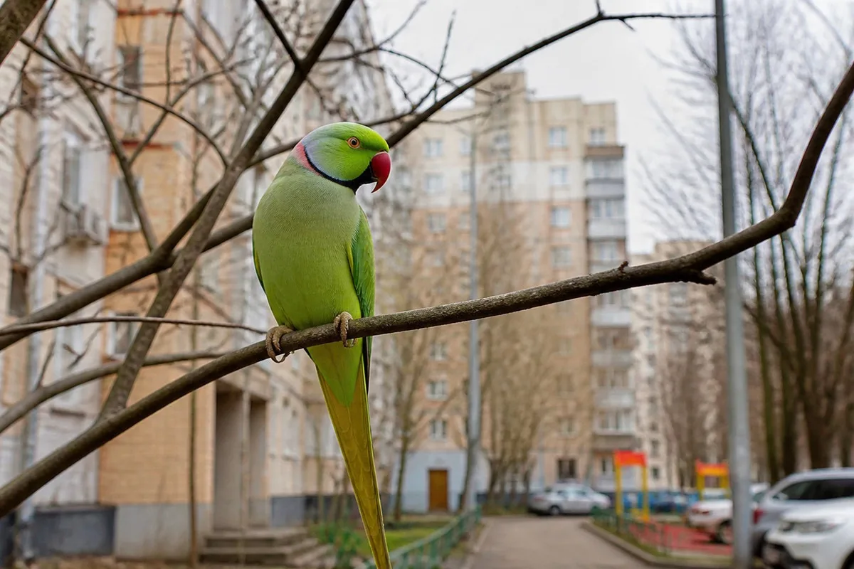 Попугай улетел на улицу — реально ли его поймать? 🦜🌳
