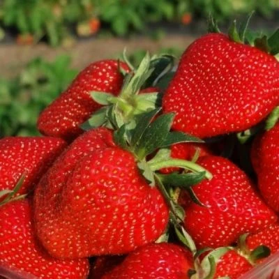 🍓Клубника Ирма                                                                        ...