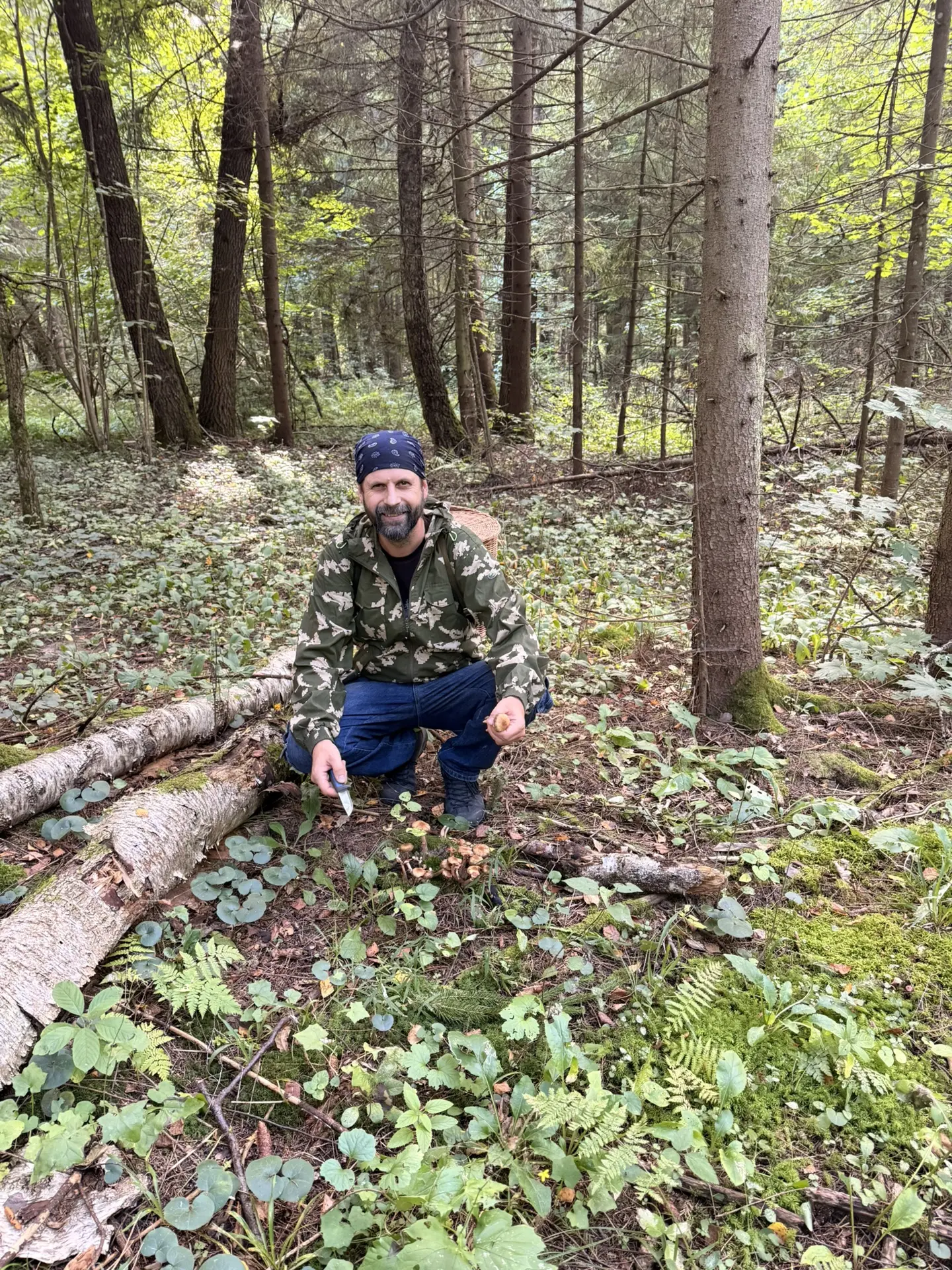 🌲🌲🌲ИЗ ЛЕСУ ВЕСТИМО
