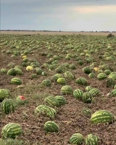 🍉 Поле неубранных арбузов заметили на Ставрополье