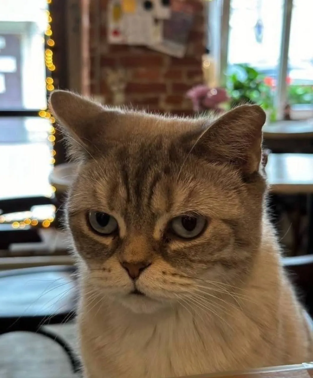 🐱 Идем в кофейню с котятами  Тут компанию посетителям составляют очаровательные кото-сотрудники — Ва