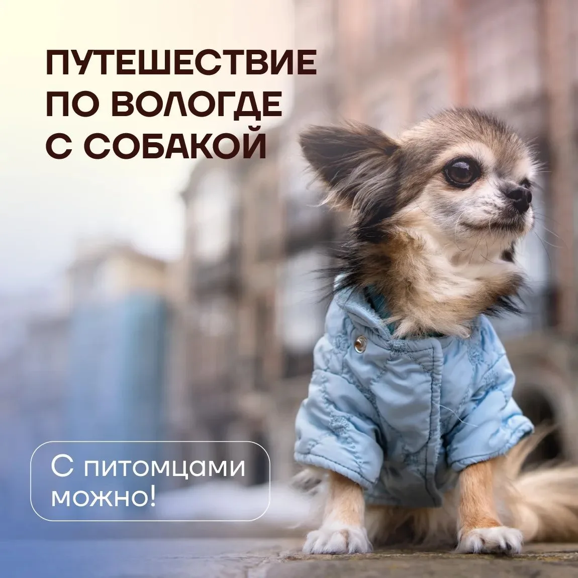 🐶Путешествуйте по Вологде с любимым питомцем