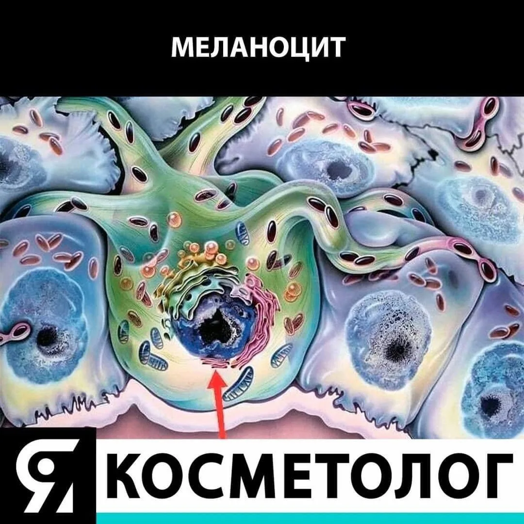 🧫Меланоцит - клетка эпидермиса, которая синтезирует пигмент меланин и накапливает его ...