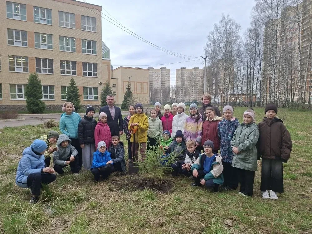 Новое дерево для школьного двора                                                                    