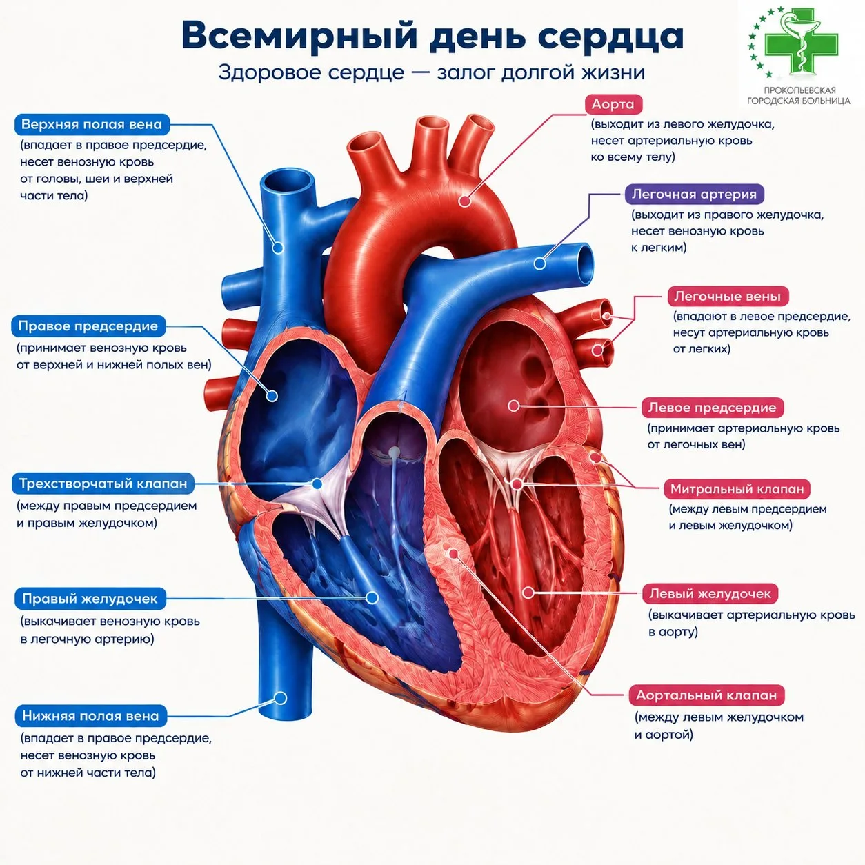 Всемирный день сердца: защитим каждое сердцебиение