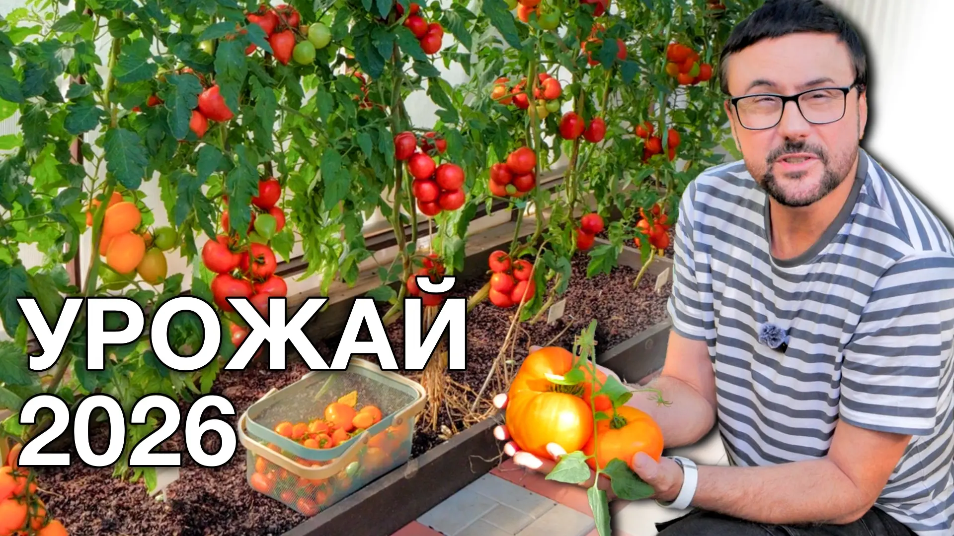 🍅🍆 Вкусные помидоры/ хорошие огурцы и баклажаны/ подкормка сада