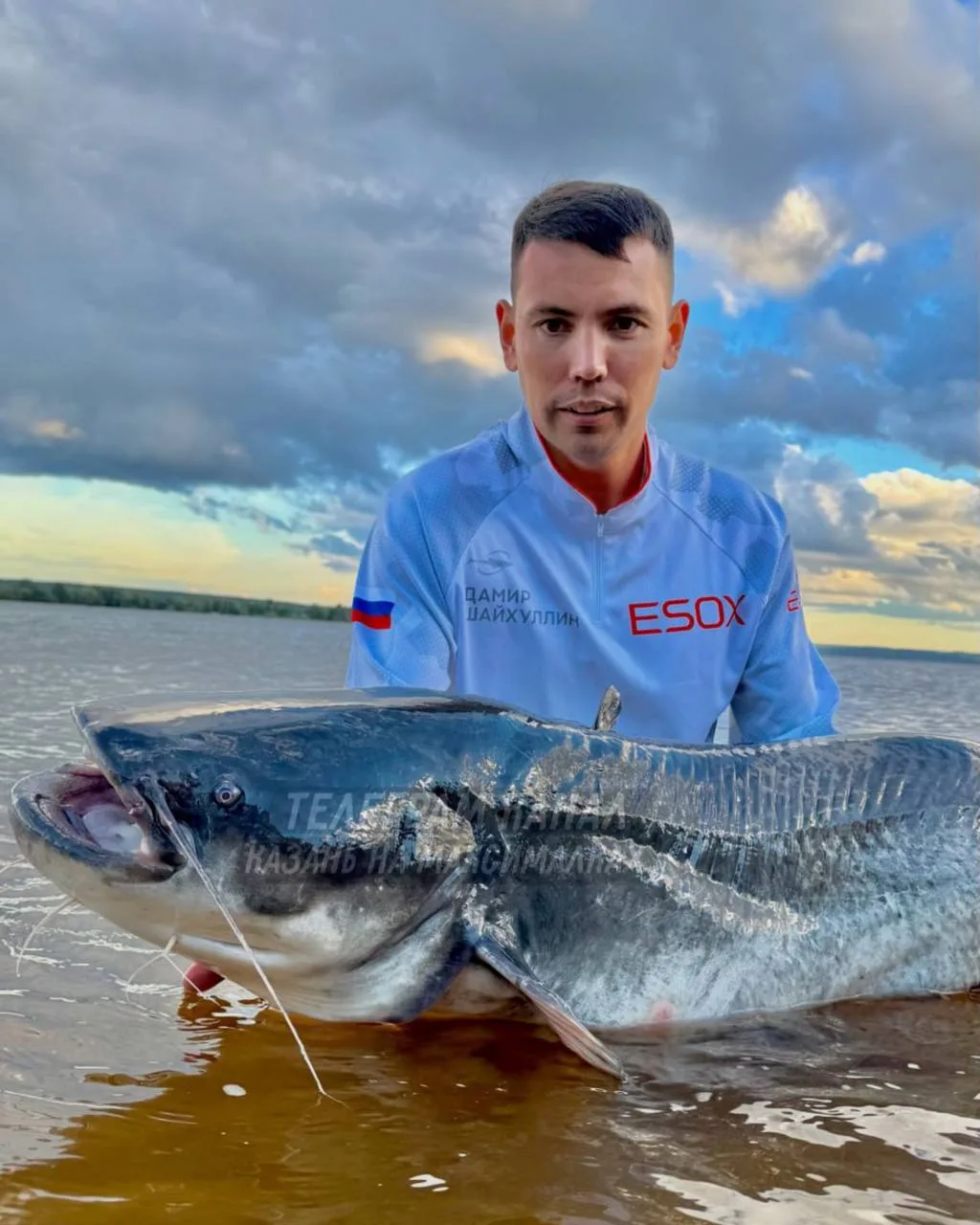 🐟 Сомы-гиганты снова расплодились на Волге в Татарстане