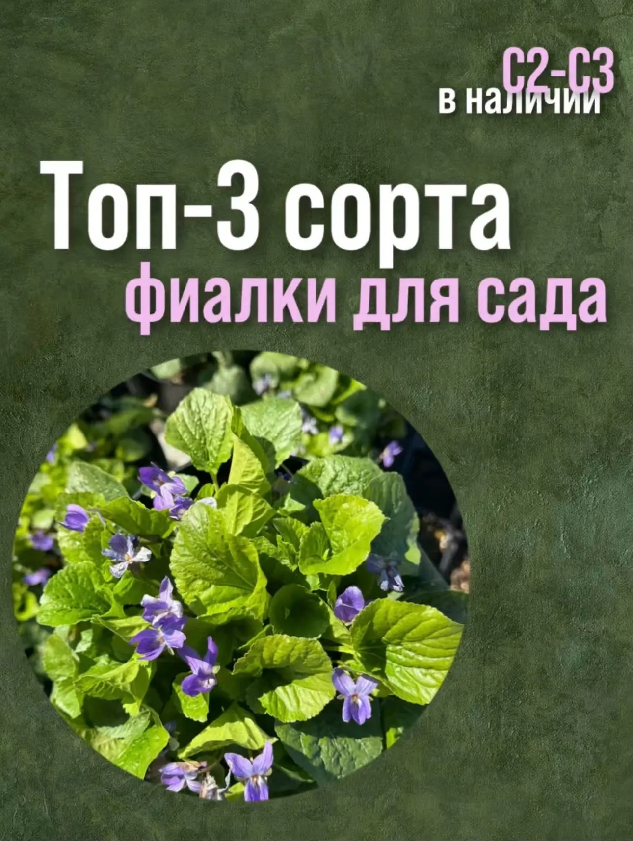 Топ-3 сорта фиалки для сада