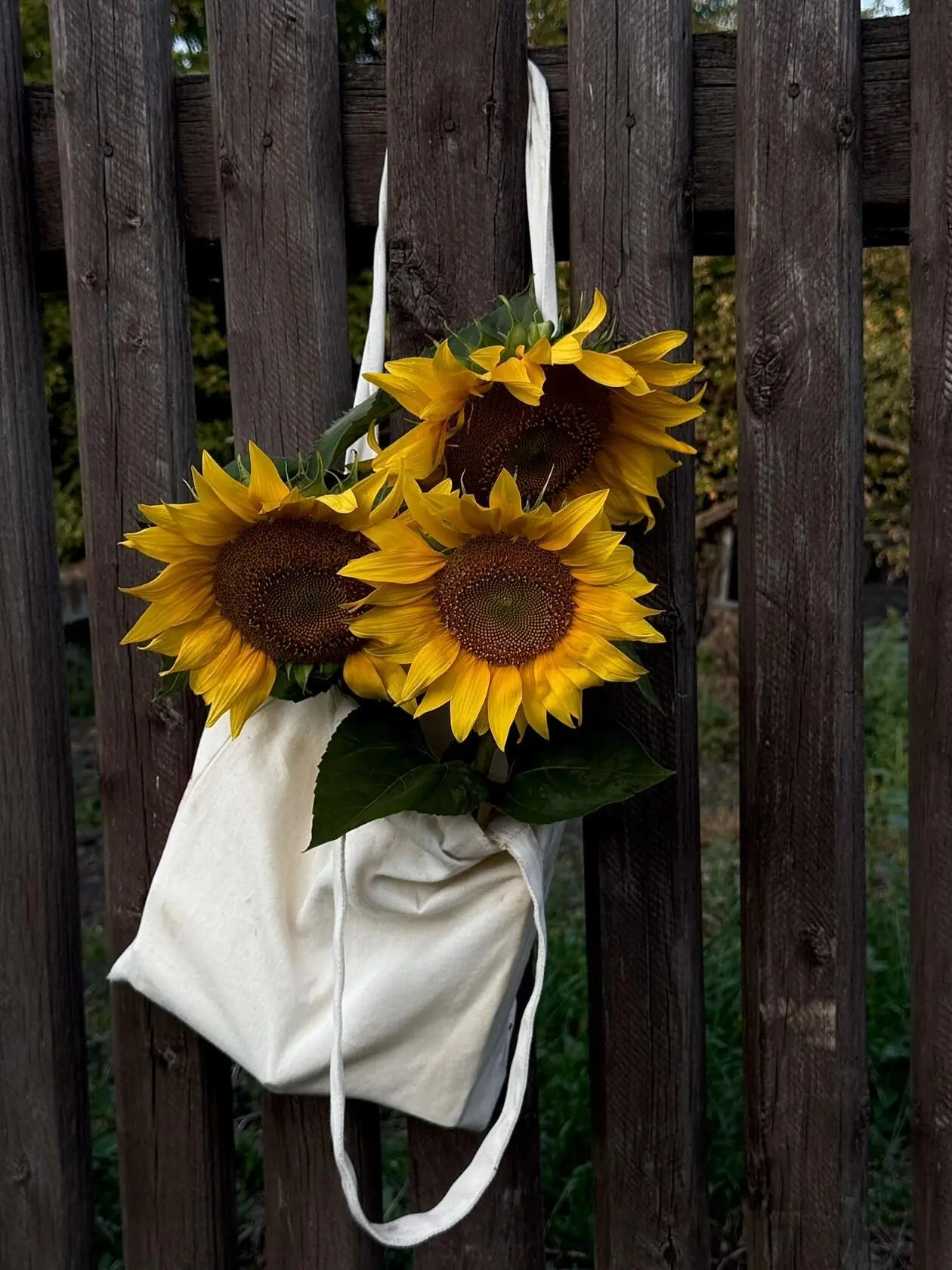 Нам дарят солнечное настроение 🌻