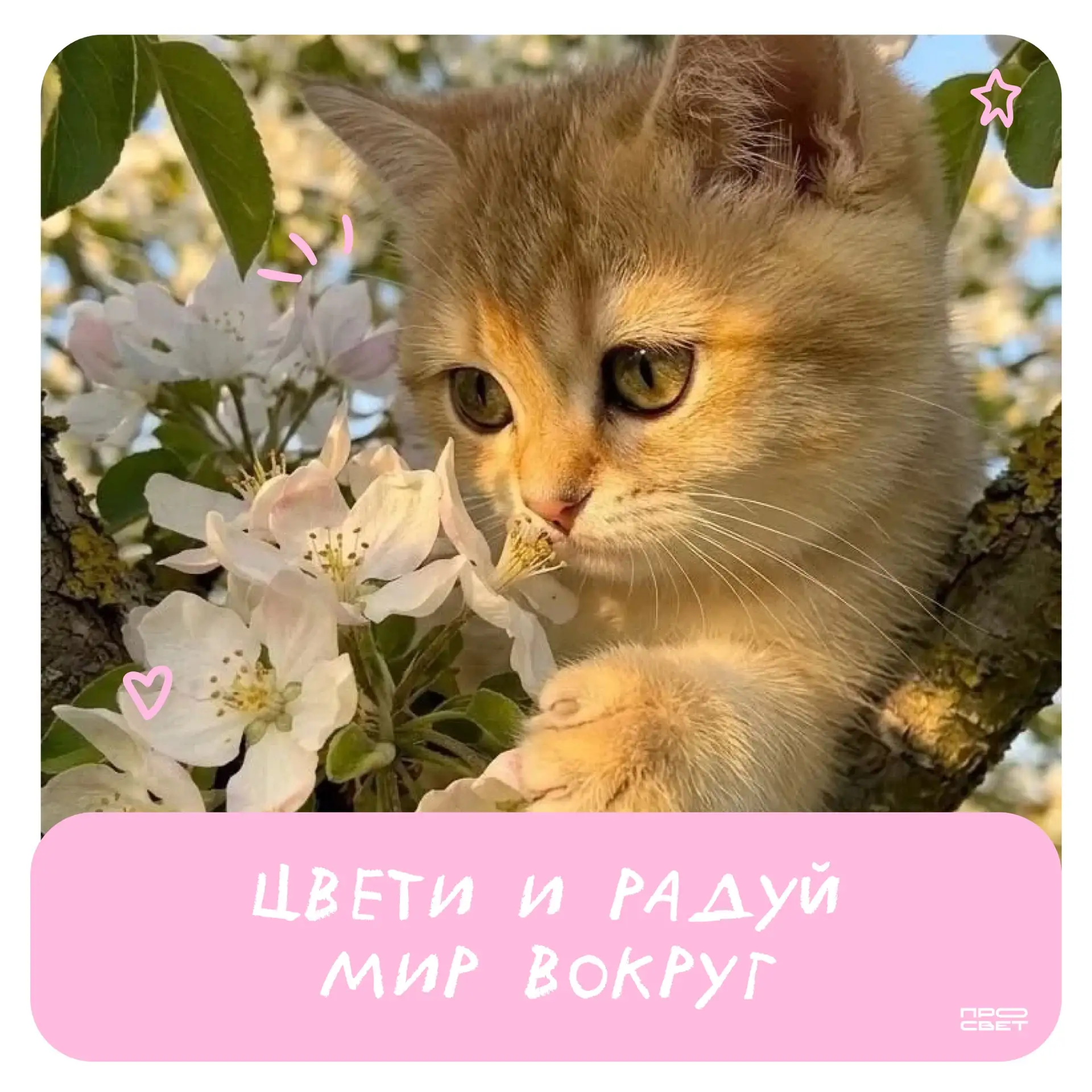 Навстречу светлому дню ☀️  Утро пахнет сиренью, лучи тёплого солнца напоминают нам о скором лете и н