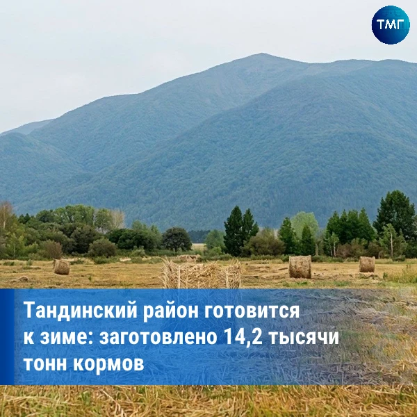 ⚡В Тандинском районе заготовили более 14 тысяч тонн кормов