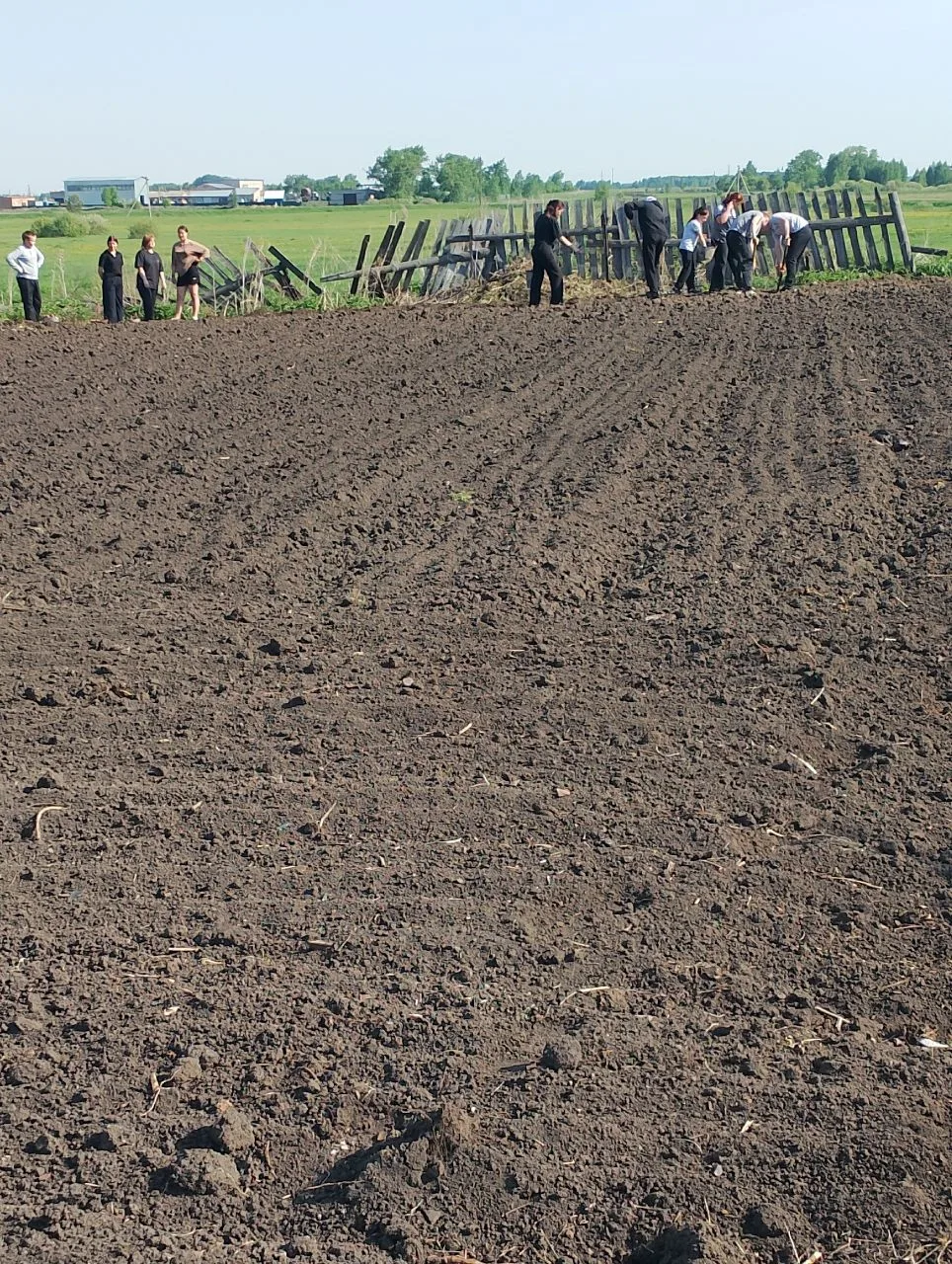 Без картошки, без моркошки-словно свадьба без гармошки .