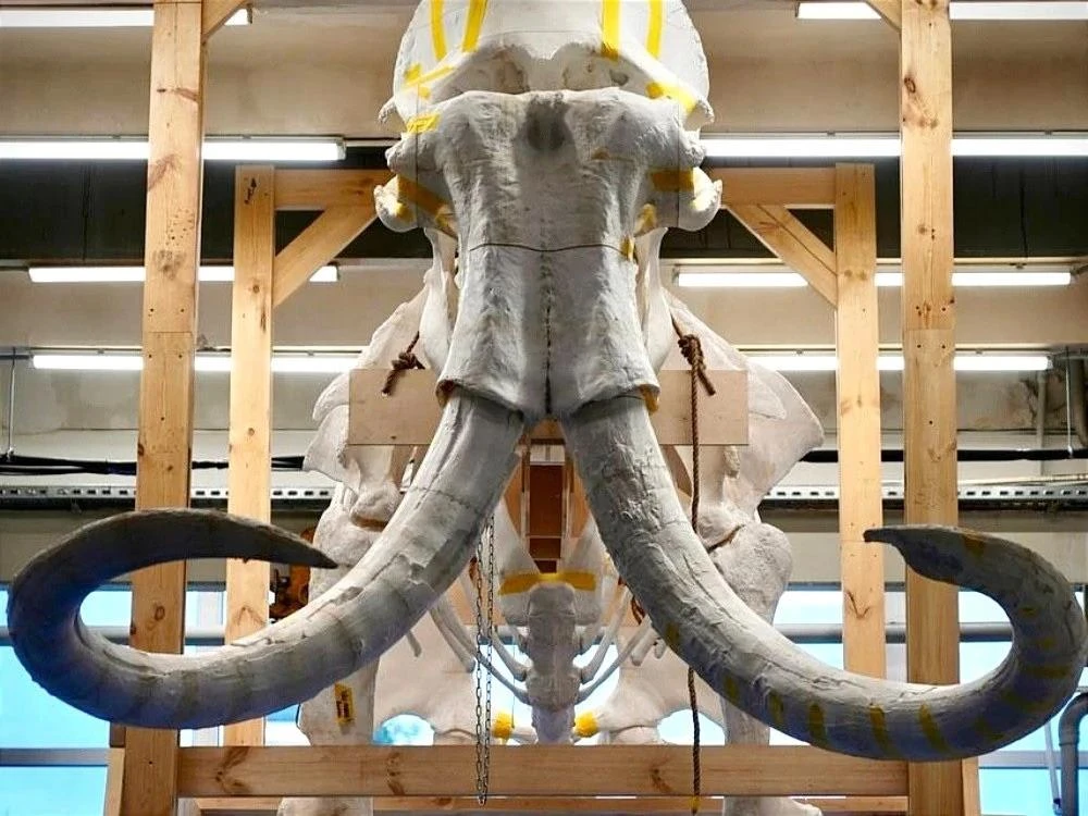 🐘В Перми на Заводе Шпагина соберут слона в полный рост