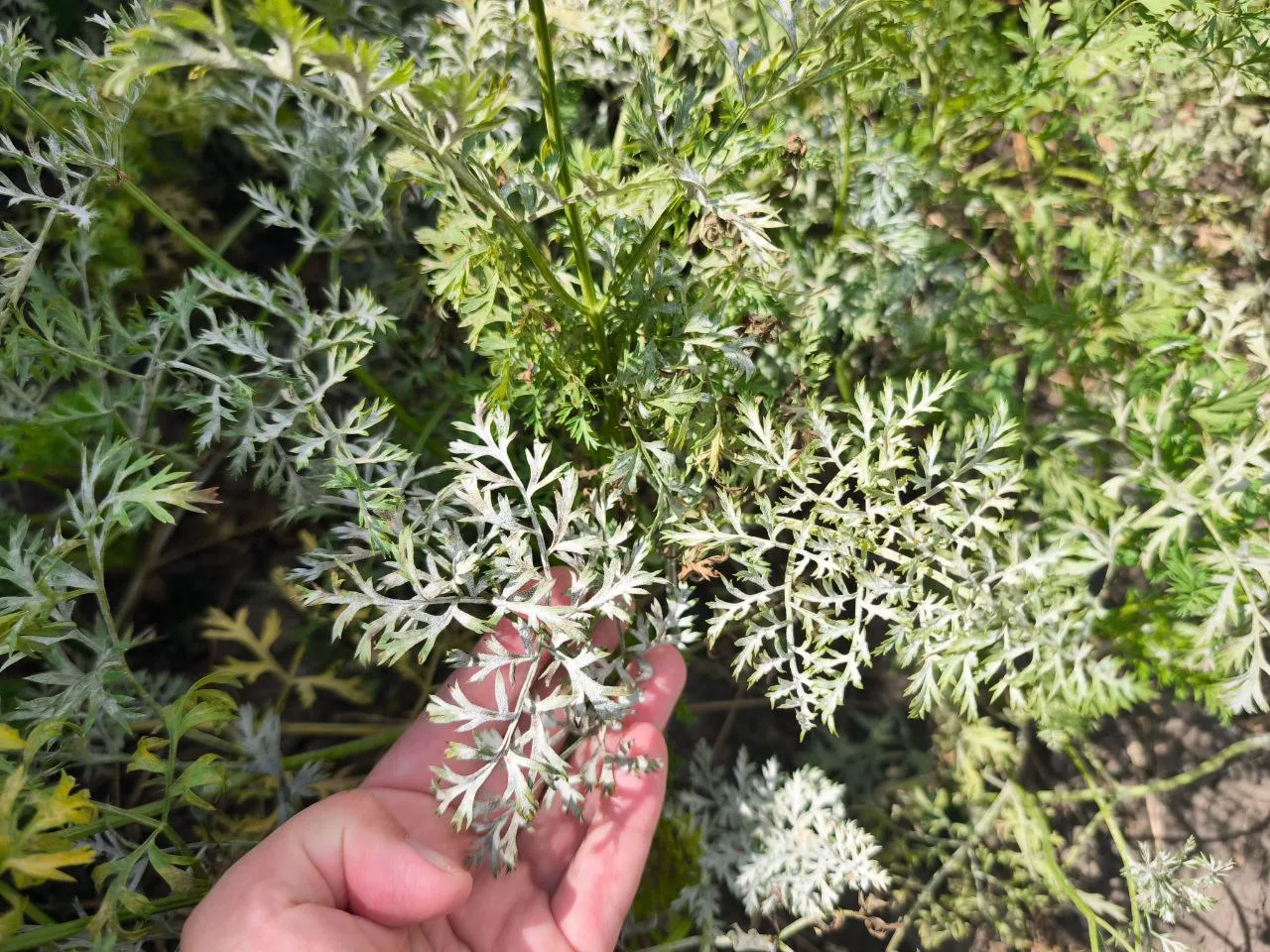 🥕 Эту фотографию прислала наша подписчица Дарья. У нее на грядке с началом осени на мо...