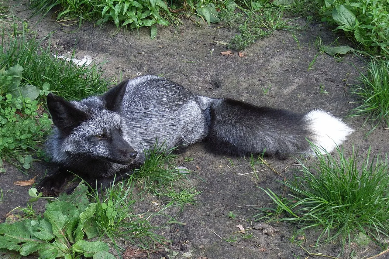 🦊 Чернобурая лисица — серебряная аристократка в мире плутовок

Чернобурая лиса — это не отдельный в