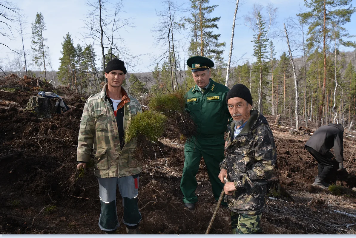 Зилаирский район в тройке лидеров Башкортостана по восстановлению лесов