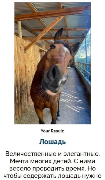 🐴Какое домашнее животное вам подходит?