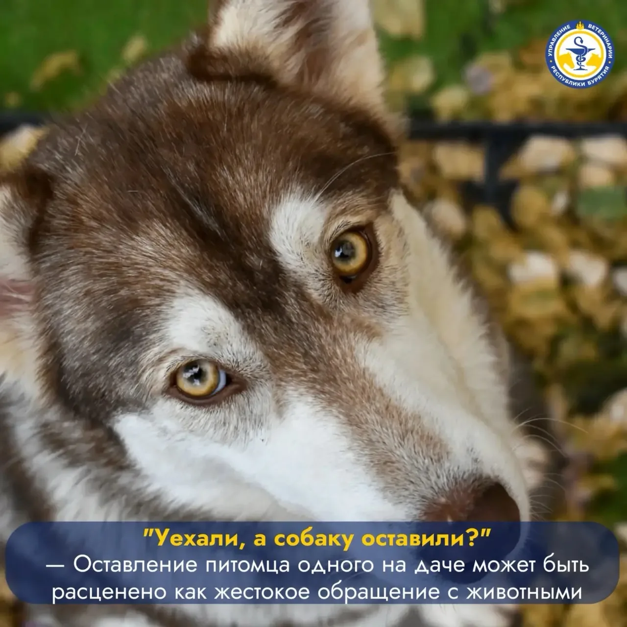 С наступлением дачного сезона многие владельцы проводят время за городом и нередко оста...
