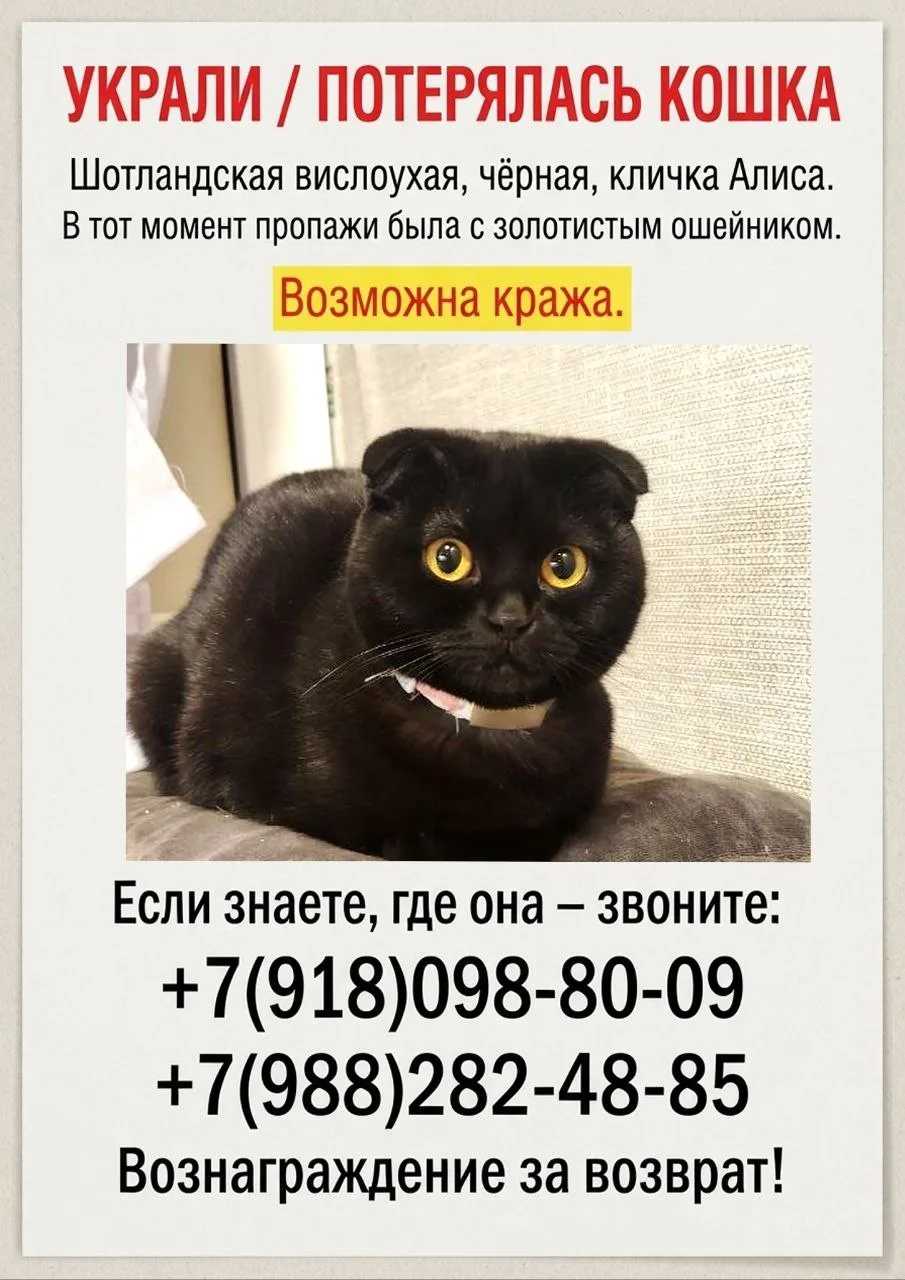 ПОТЕРЯЛАСЬ 😢 

В Лазаревской по ул. Изумрудной (гаражи) 31.07 в 07.30 -08.00 утра пропала кошка (чё