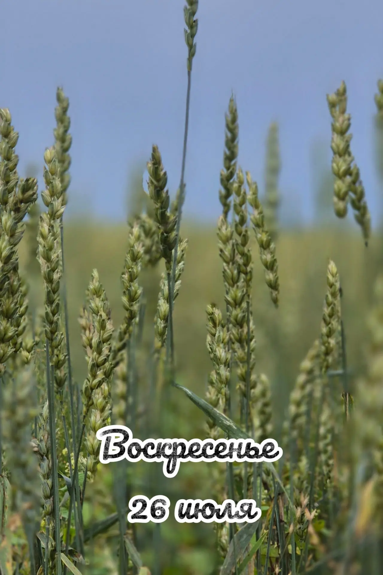 📅 Воскресенье, 26 июля: день отдыха 🌿
