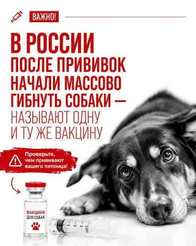 🔜 Число погибших собак после «Мультикана-8» выросло до 300.