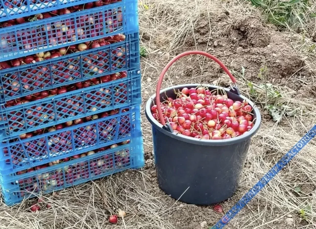 🍒✨ Урожайный Севастополь!
С радостью сообщаем: на трёх предприятиях города стартовал сбор черешни!
