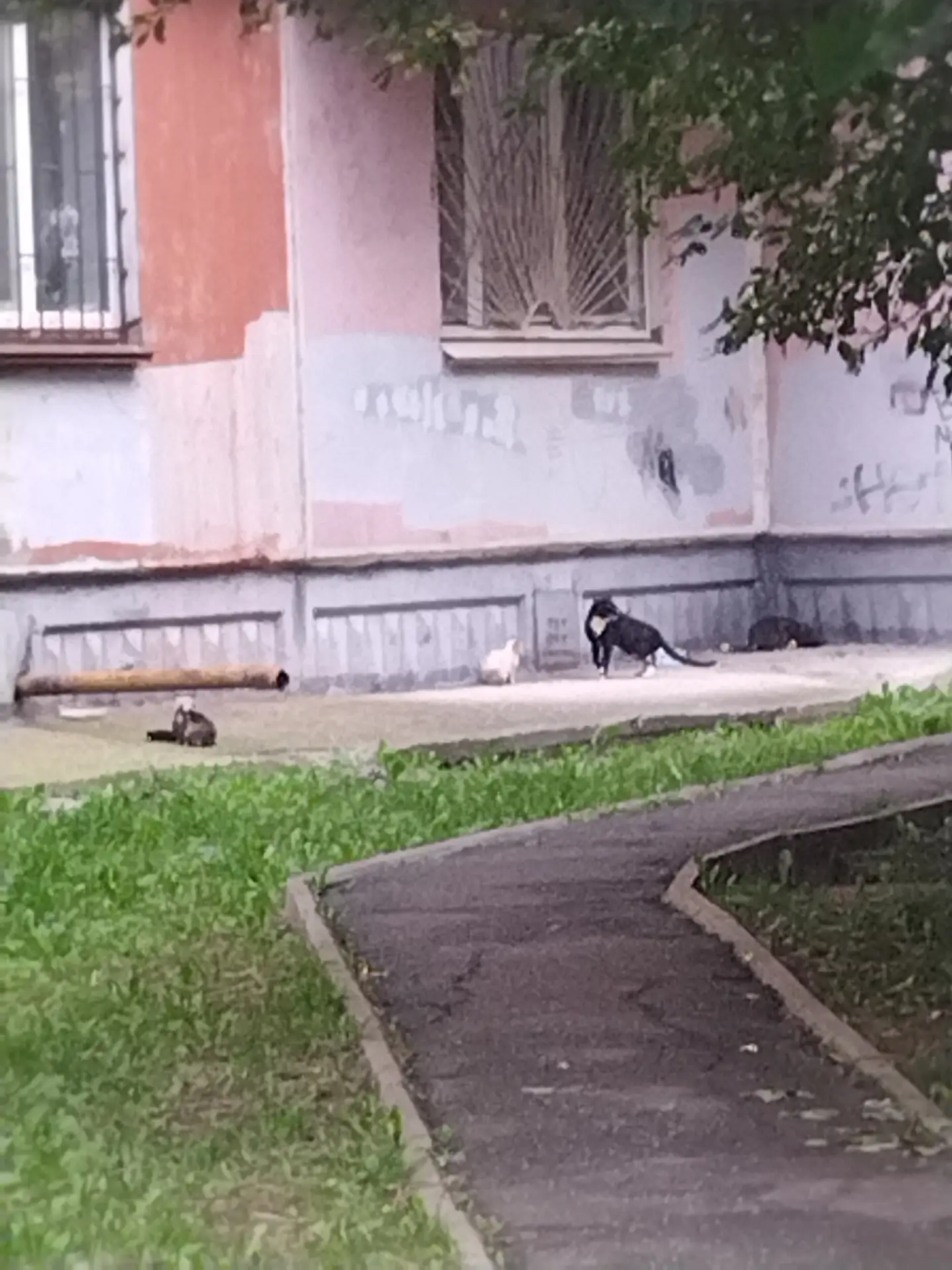 Нужны куратор и передержка!