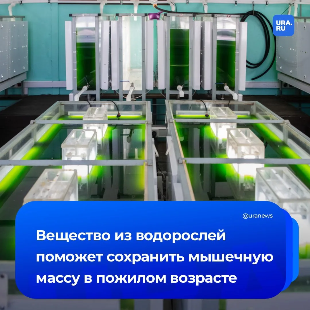 Вещество, сохраняющее мышечную массу в пожилом возрасте, нашли ученые  Выяснилось, что соединение ди