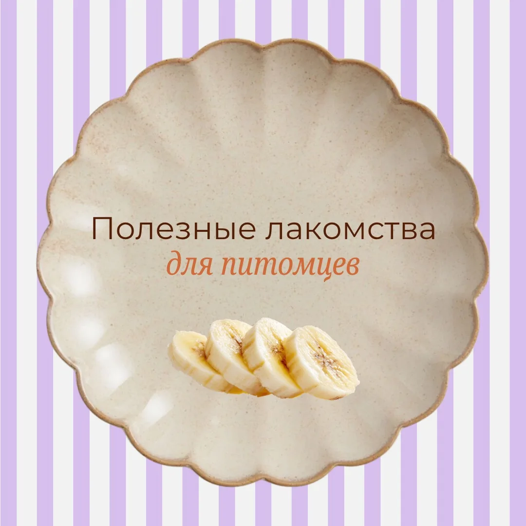 😮Папе — шашлык, а собаке?