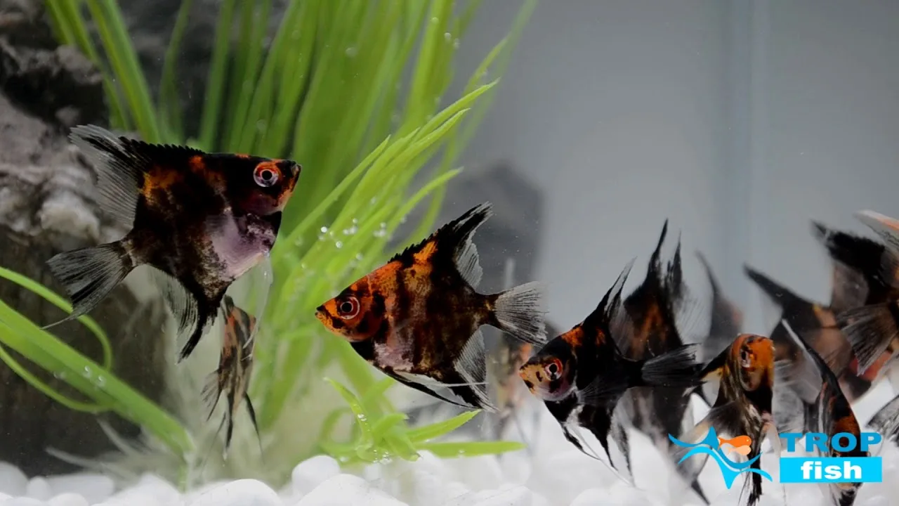 🐠 Добро пожаловать в самое уютное сообщество аквариумистов Владимира! 🐠