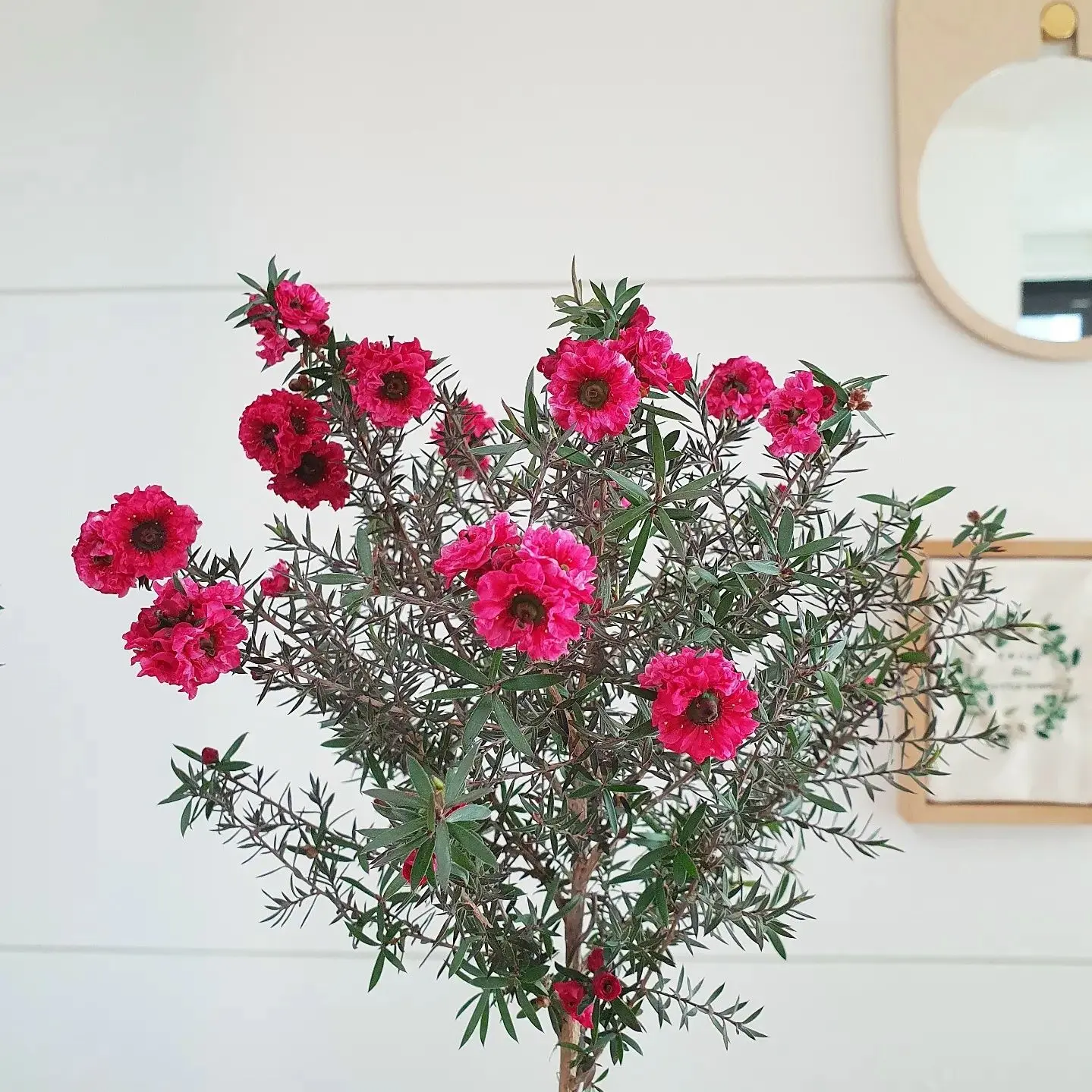 Тонкосемянник, или лептоспермум (лат. Leptospermum) — род деревянистых растений семейства Миртовые (