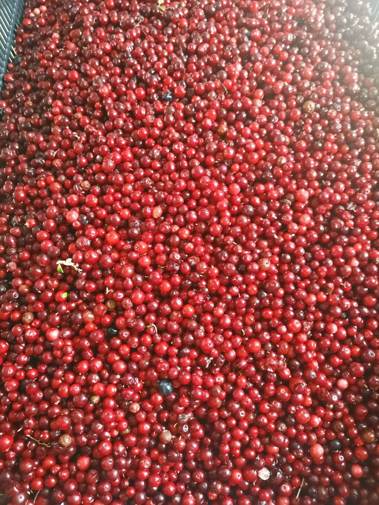 🍓 🍒 🍓 🍒 🍓 🍒