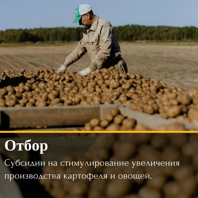 ⚡Стартовал отбор на получение субсидий на стимулирование увеличения производства картофеля и овощей

