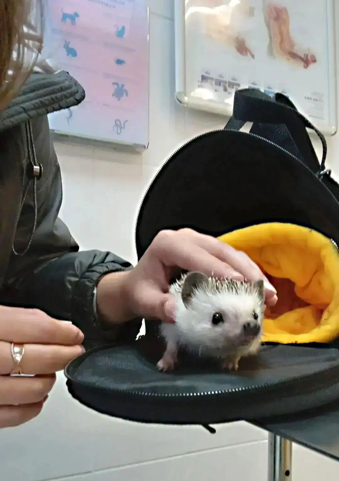 🦔 Лесные ёжики готовятся к зимовке, а ёжик Терентий — к полёту в Ангарск!