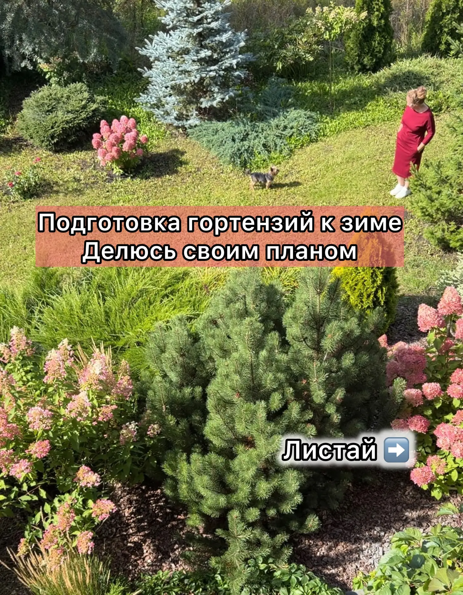 🍂 Подготовка гортензий к зиме. Делюсь своим планом.