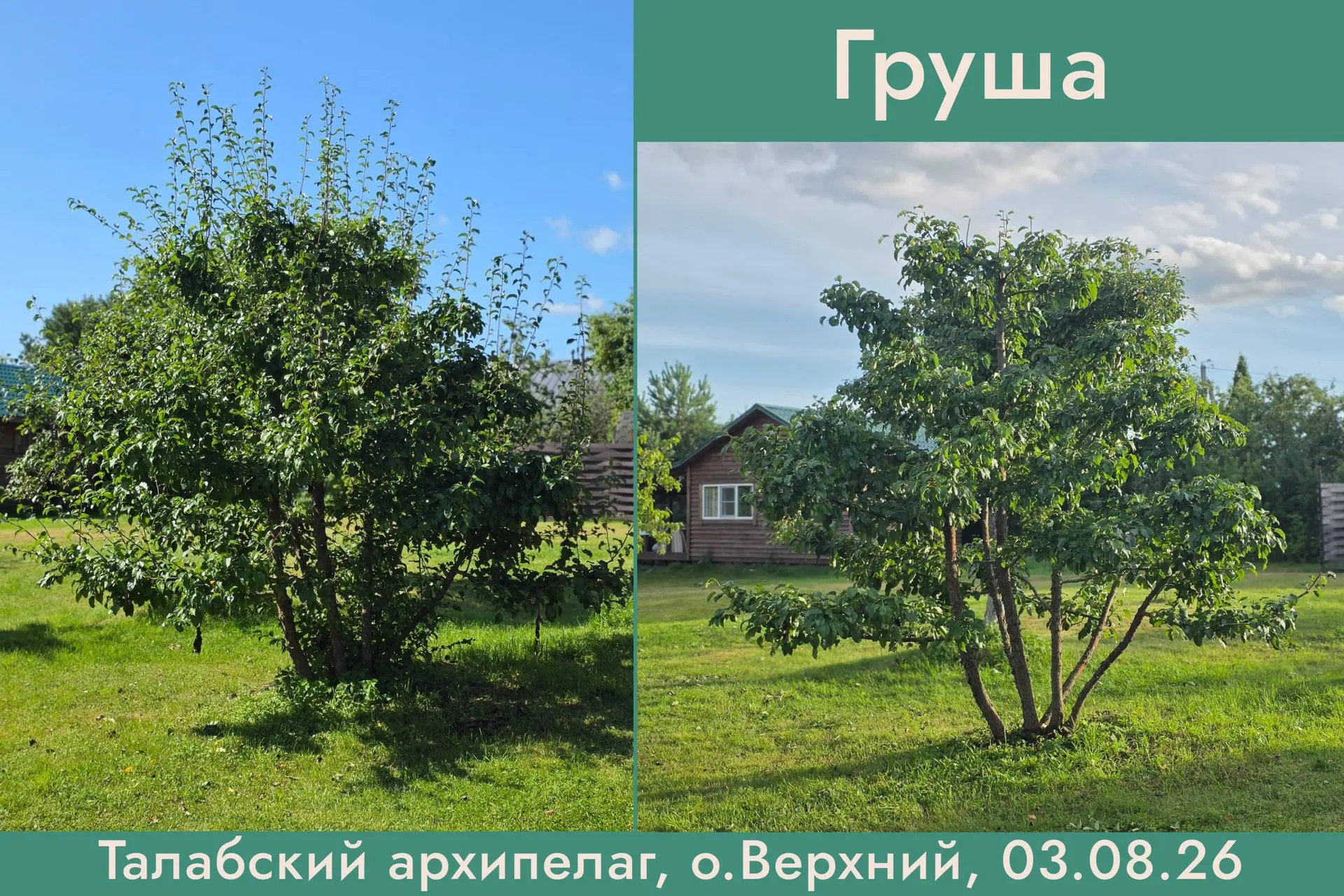 Привёл в порядок грушу рядом с нашим домиком на о.Верхний

Августовская обрезка прошлого года пошла 
