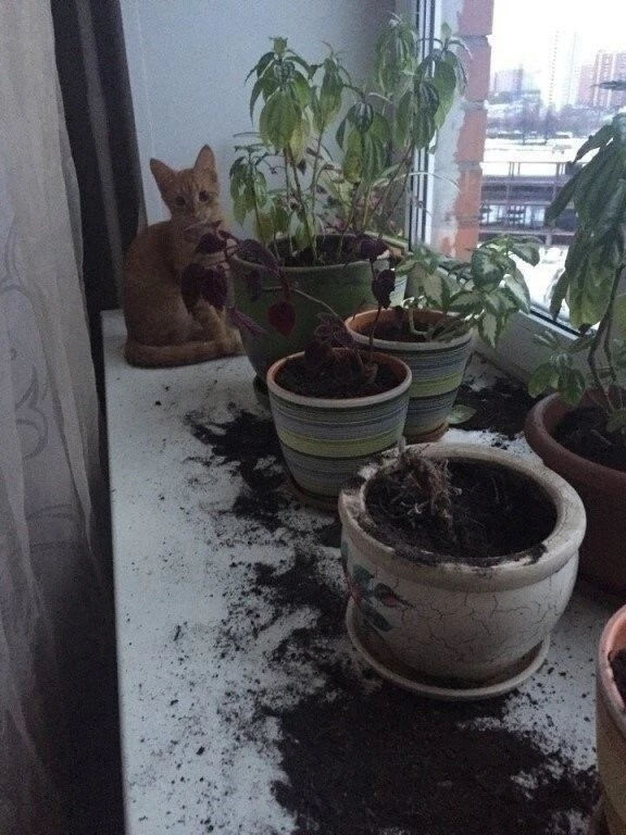 Пакостник