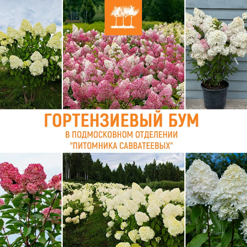 ТОРЖЕСТВО ЦВЕТЕНИЯ!