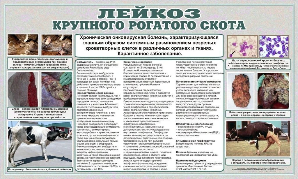 Лейкоз крупного рогатого скота представляет собой хроническое вирусное заболевание кроветворной сист