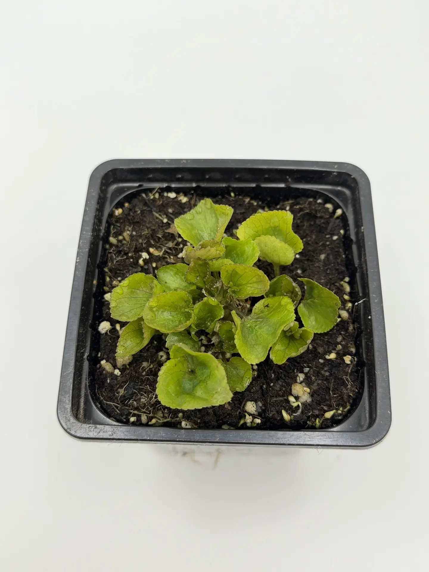 🌱🤍 Из маленького весеннего комочка — в настоящую белоснежную красавицу… 🤍