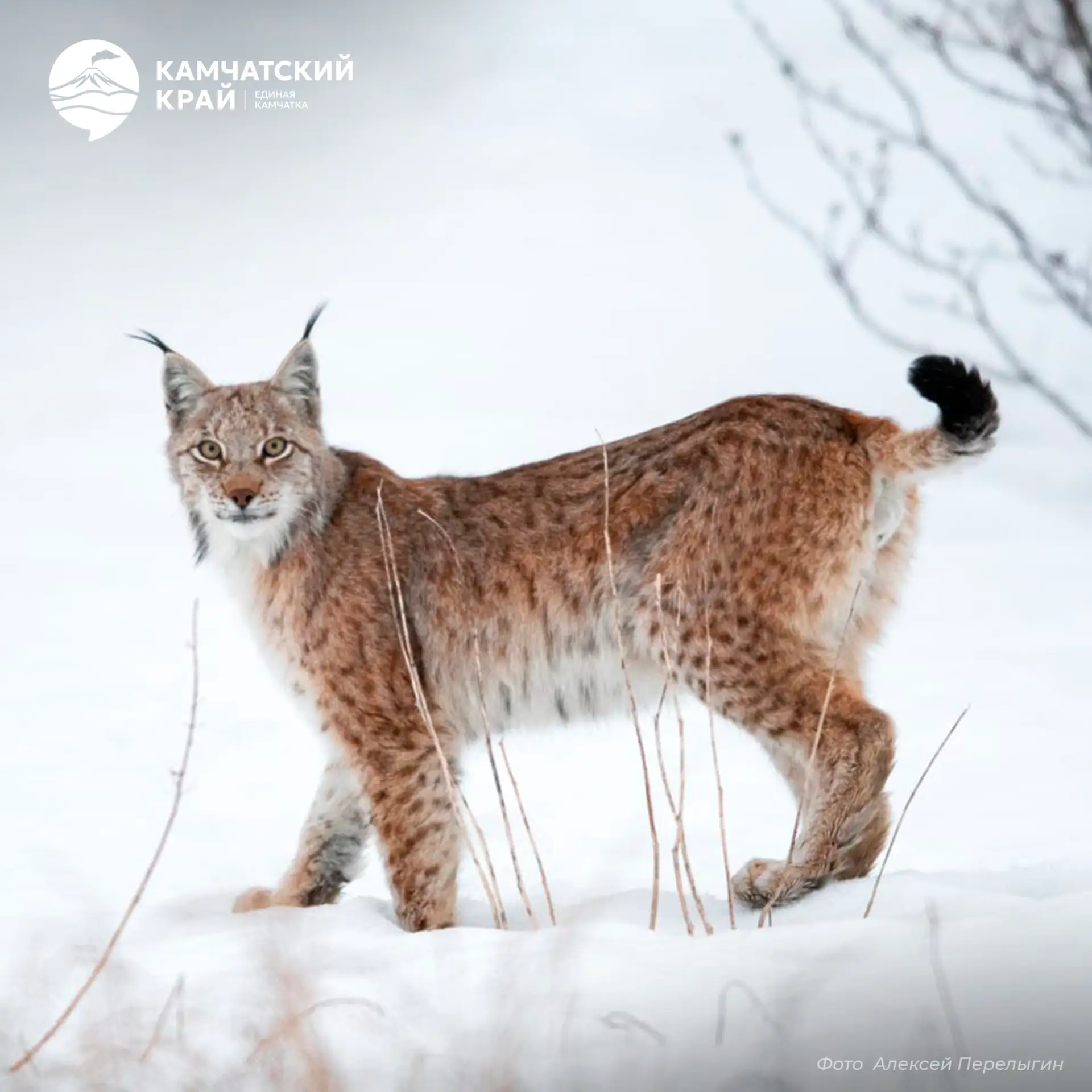 🐱 Восточно-сибирская рысь — грациозный хищник с пушистыми кисточками на ушах и широкими лапами.

✨ 
