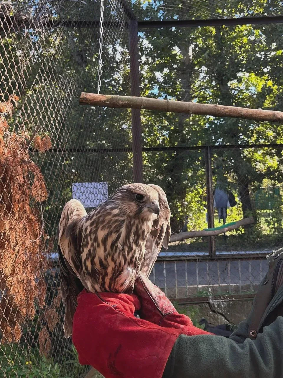 🦅 Батыр и Алтын: птенцам соколов подобрали клички